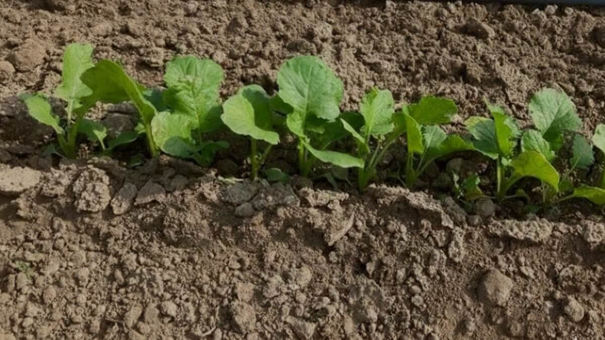 Puede una siembra irregular comprometer toda la campaña (1).jpg